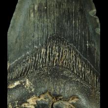 Dent de Carcharodon megalodon